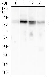Mouse Monoclonal Antibody to C