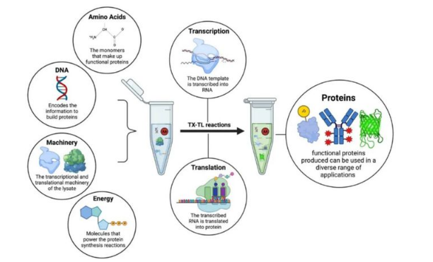 Recombinant Human WASH complex