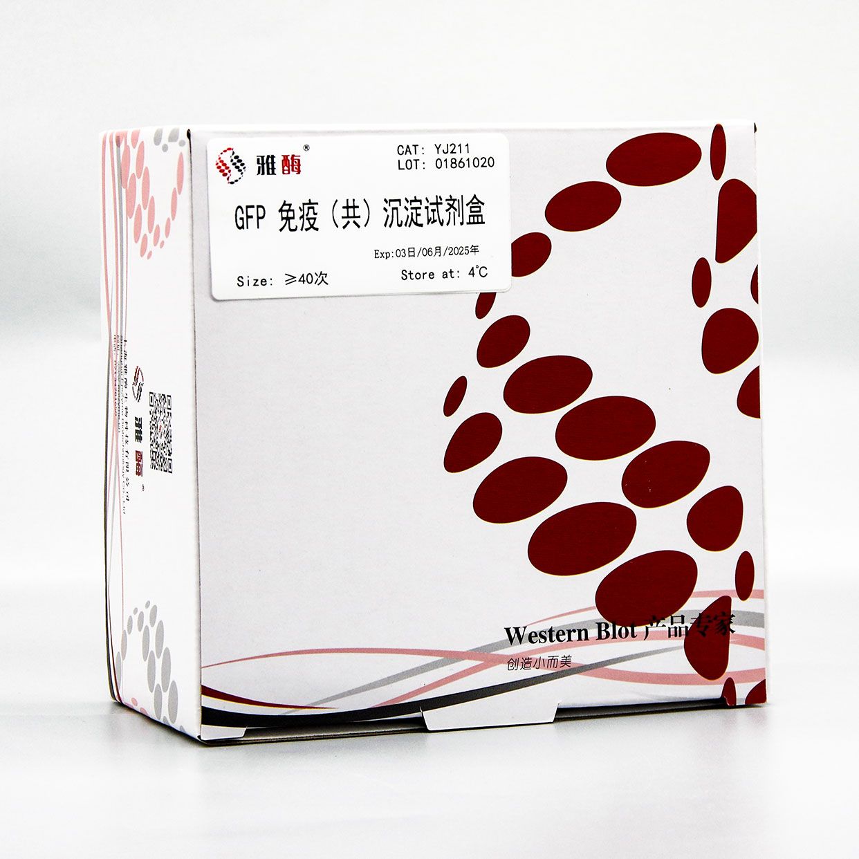 YJ211 GFP免疫(共)沉淀试剂盒