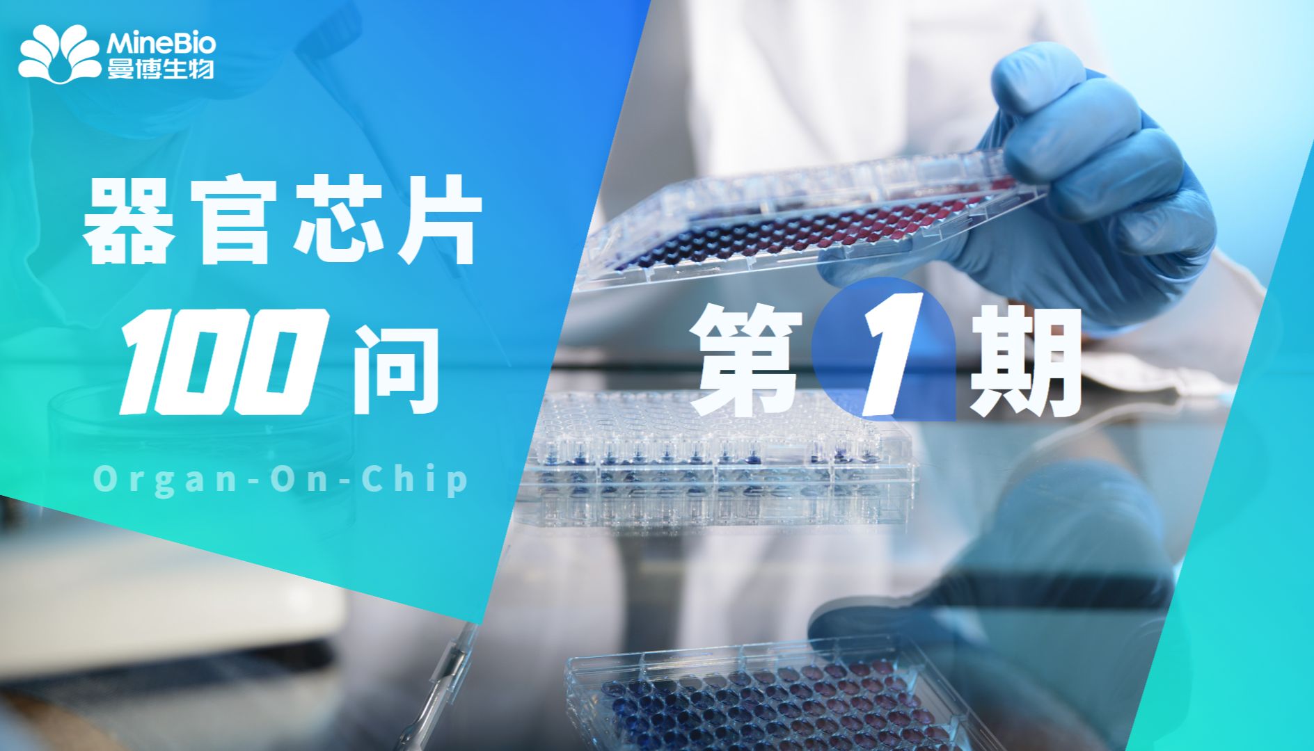 【器官芯片100问】第1期_organ-on-chip_曼博生物