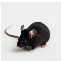 DIO饮食诱导肥胖小鼠