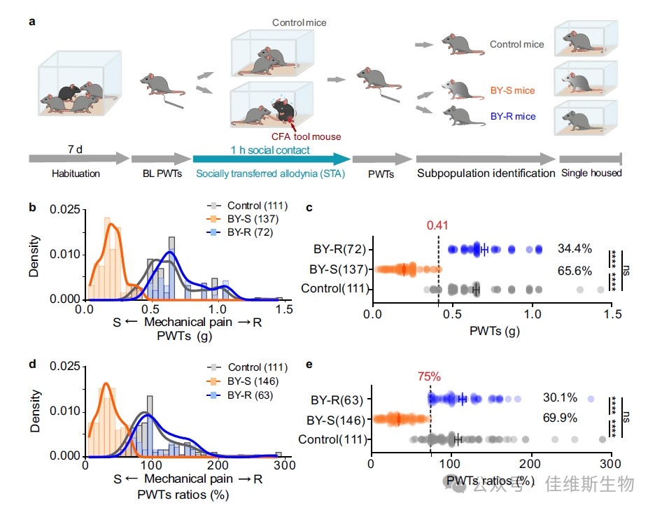 Nature Communications | 调控社交传递疼痛模型中疼痛抵抗表型的关键环路