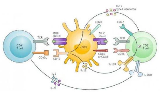 揭秘免疫系统的指挥官：CD4 T细胞的神奇力量
