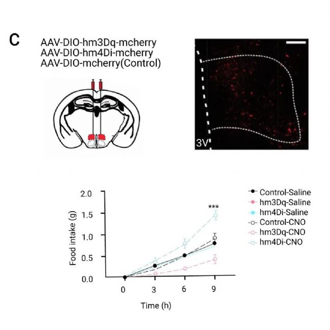 国内获批：司美格鲁肽！市场热捧的 
