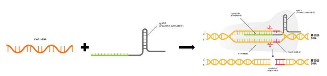 基因编辑不止DNA，还有RNA