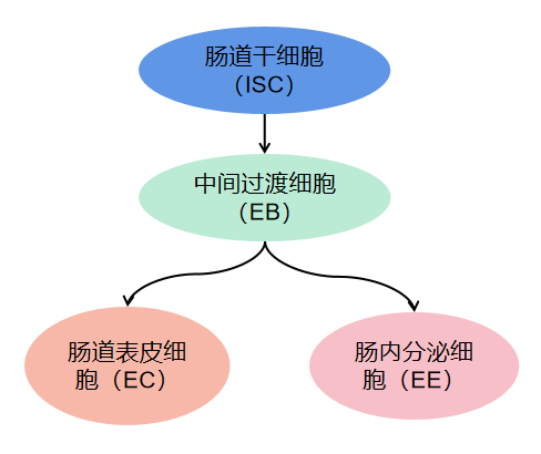 DSS诱导果蝇溃疡性结肠炎模型的建立
