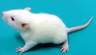 乙醇诱导的大鼠肝纤维化模型