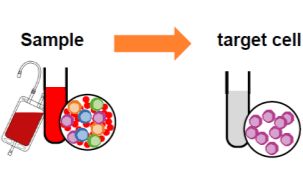 免疫细胞培养攻略之细胞分选