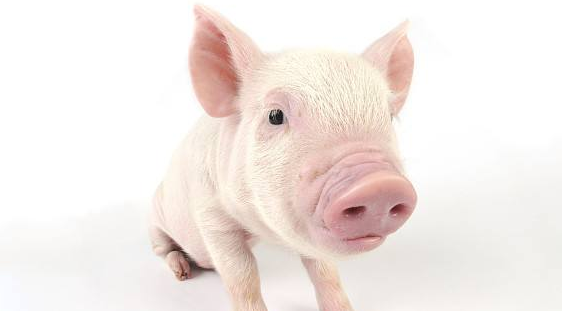 DSS诱导猪溃疡性结肠炎模型的建立