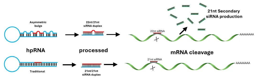 miRNA研究进展盘点丨20240712期