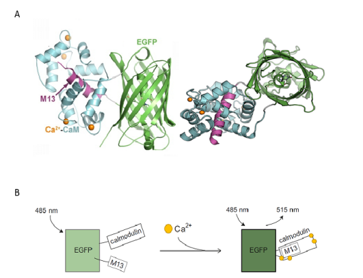 钙成像技术 | 洞察神经活动的窗口，常见钙离子指示剂选择