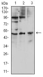 Mouse Monoclonal Antibody to C