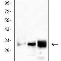 Mouse Monoclonal Antibody to CD99