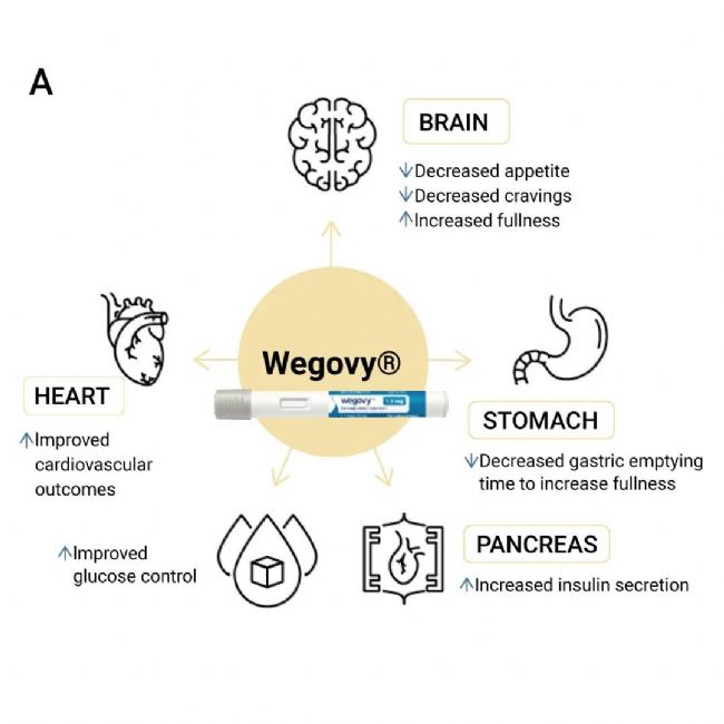 国内获批：司美格鲁肽！市场热捧的 