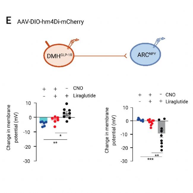 国内获批：司美格鲁肽！市场热捧的 
