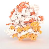 Recombinant Human Beta crystallin S