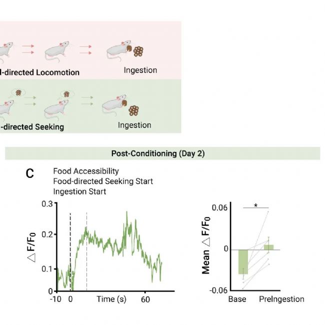 国内获批：司美格鲁肽！市场热捧的 