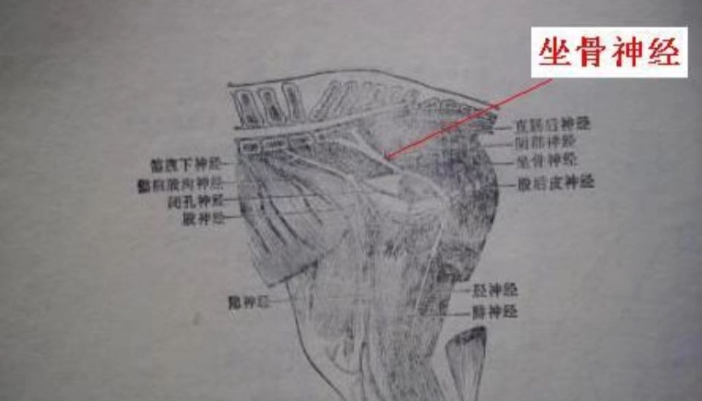 猪坐骨神经损伤模型实验方法、造模成功标准，学起来
