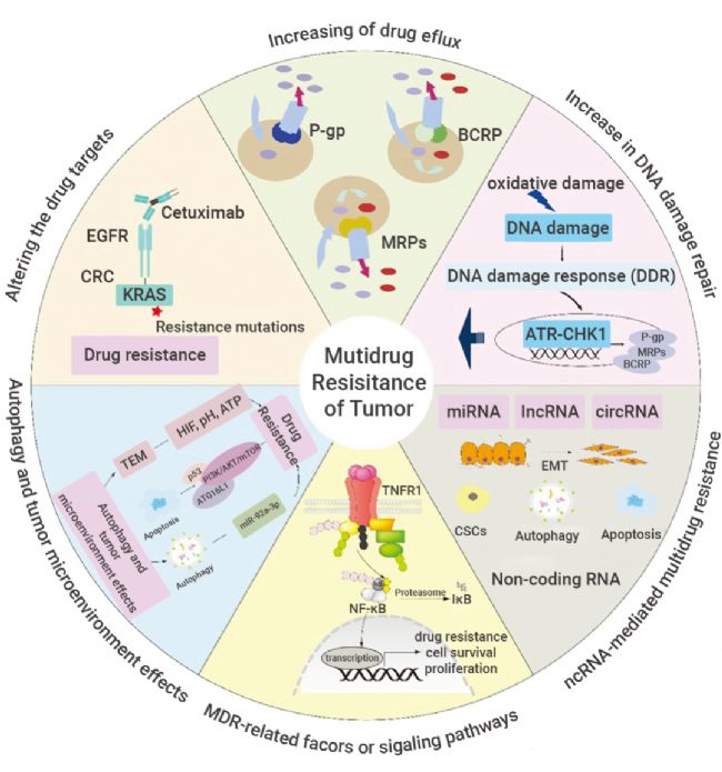 科研助攻 | 速戳！天然产物如何对抗癌症多药耐药性？ | MedChemExpress (MCE)