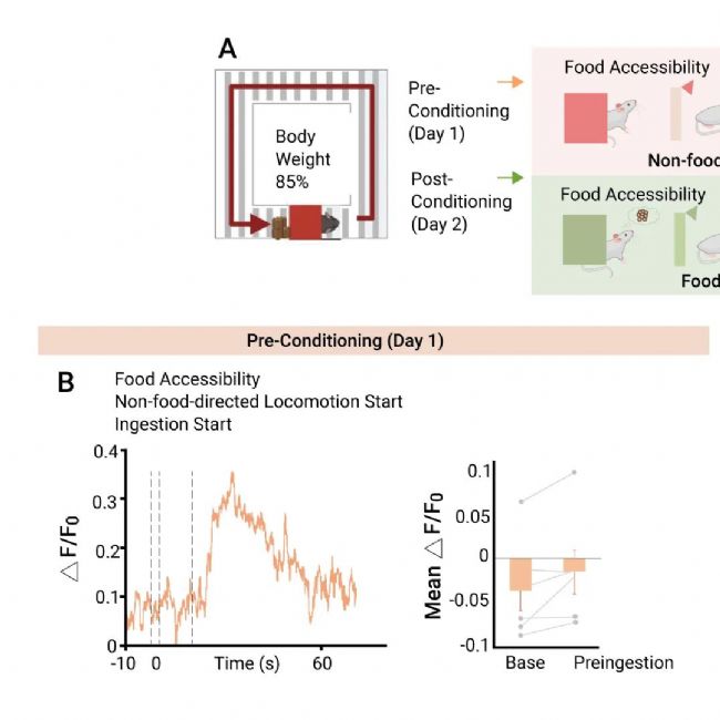 国内获批：司美格鲁肽！市场热捧的 