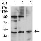 Mouse Monoclonal Antibody to CD127