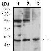Mouse Monoclonal Antibody to CD127
