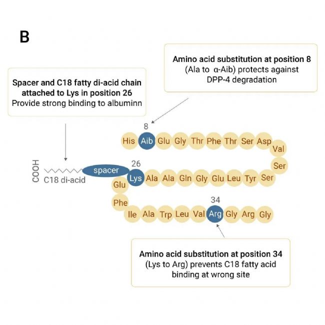 国内获批：司美格鲁肽！市场热捧的 