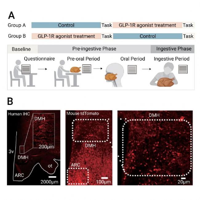 国内获批：司美格鲁肽！市场热捧的 