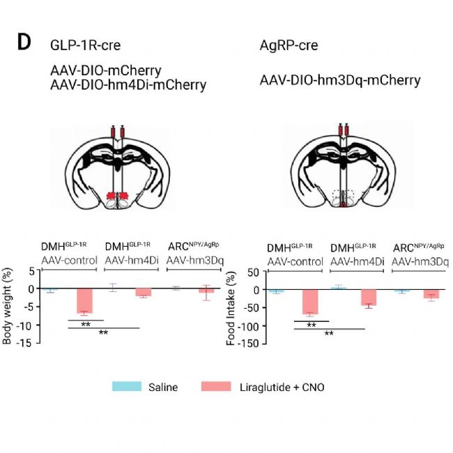 国内获批：司美格鲁肽！市场热捧的 