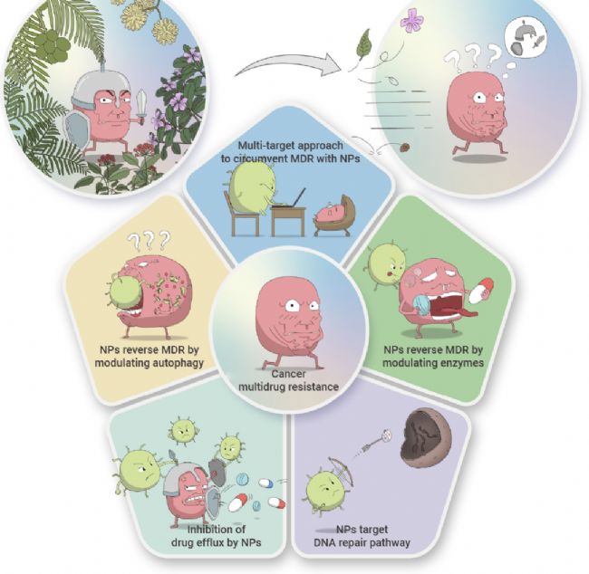 科研助攻 | 速戳！天然产物如何对抗癌症多药耐药性？ | MedChemExpress (MCE)