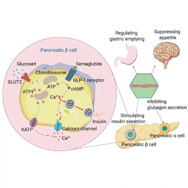 国内获批：司美格鲁肽！市场热捧的 