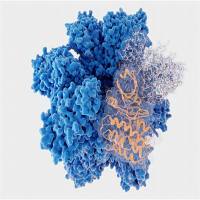 Recombinant Human EDA