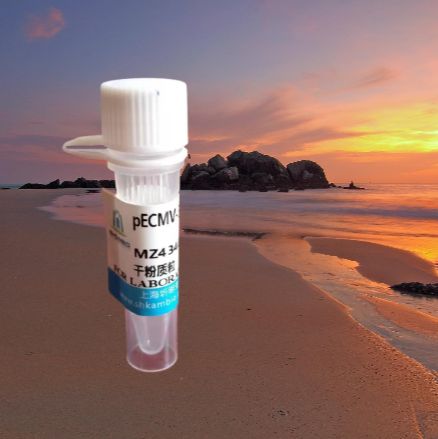 pEF1a-EGFP-P2A-Wfdc21(mouse)-HA-Neo质粒价格