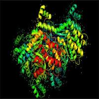 Recombinant Human MESH1