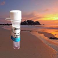 pLV3-U6-Mdh2(mouse)-sgRNA4-Cas9-Puro质粒价格