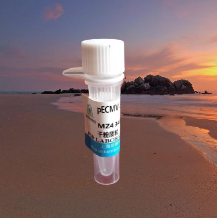 pWPXL-EGFP-IRF3(human)质粒价格