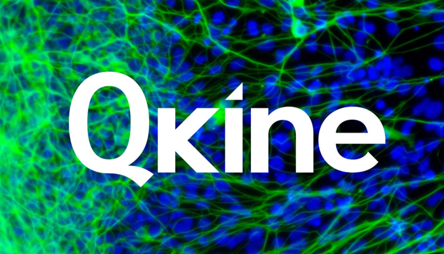 QKine--用于神经干细胞和脑神经类器官培养的营养因子（上）