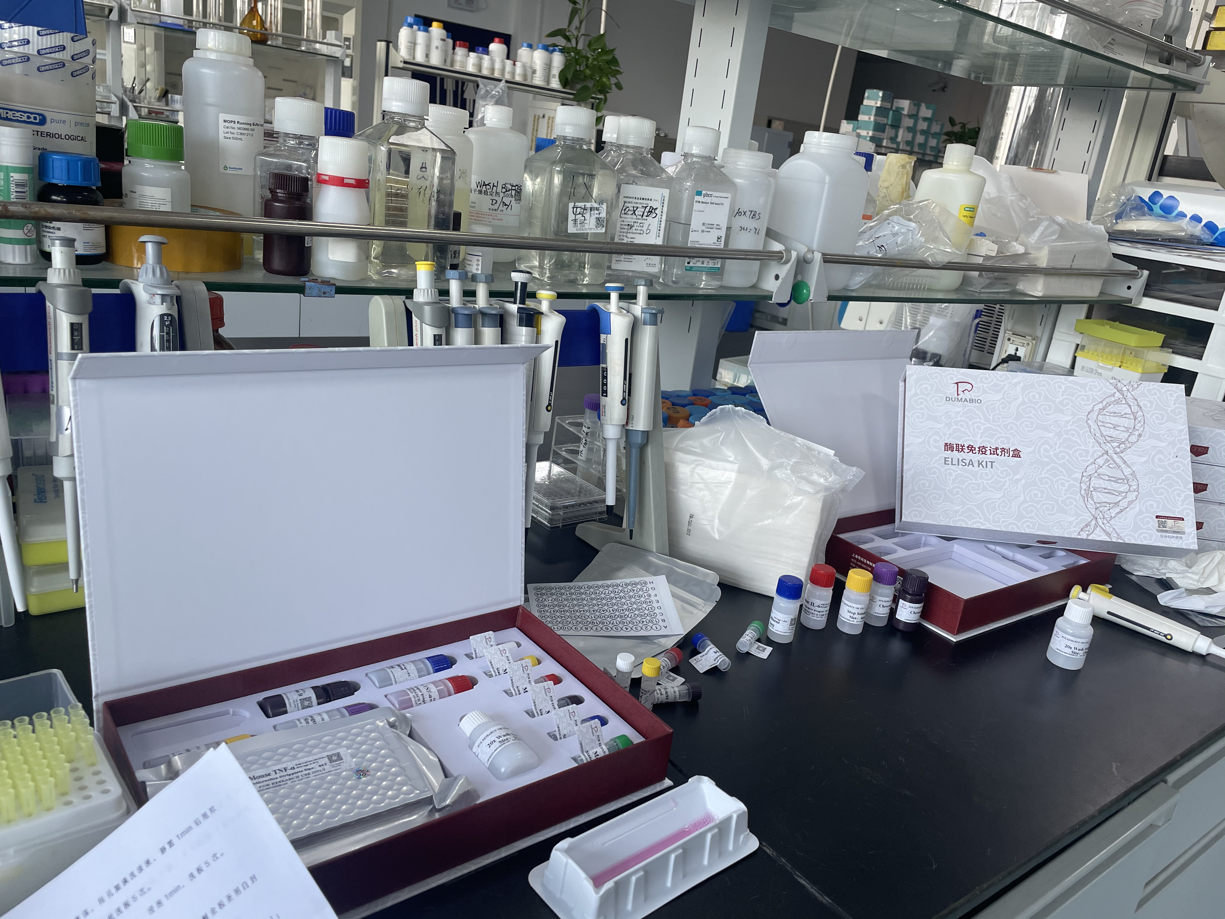 牛鞘磷脂脂质蛋白1(PLP1)ELISA试剂盒