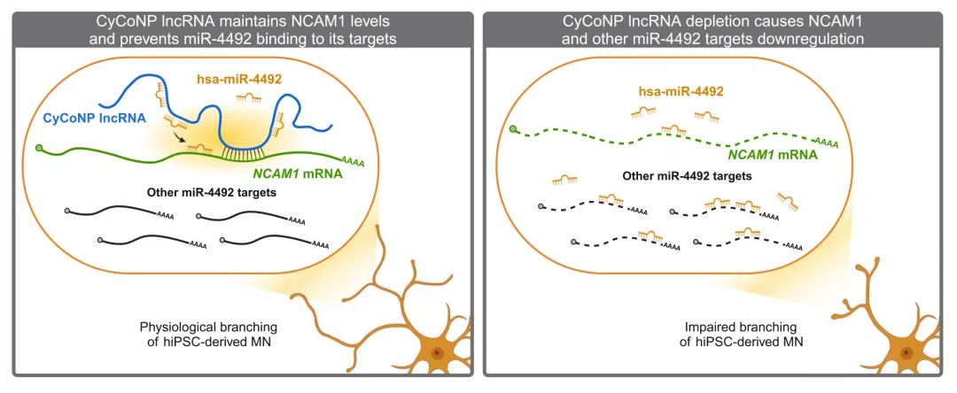 lncRNA研究进展盘点丨20240715期