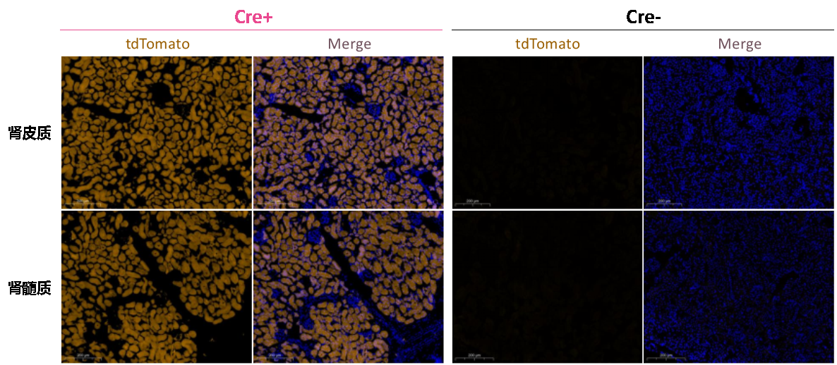 工具鼠系列：MerCreMer与CreERT2的诱导方式有何异同？