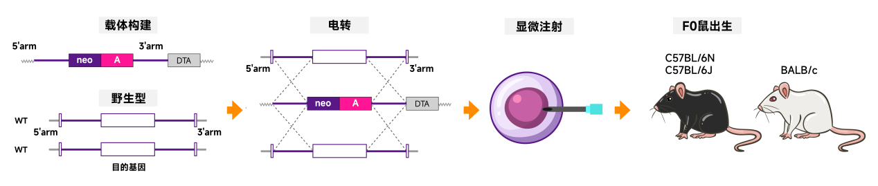 基因编辑金标准：TurboKnockout技术快速构建复杂小鼠模型
