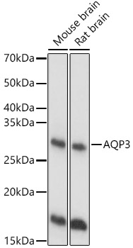 Anti-AQP3 Polyclonal Antibody