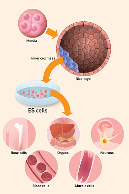 犬脐带间充质干细胞质量检测