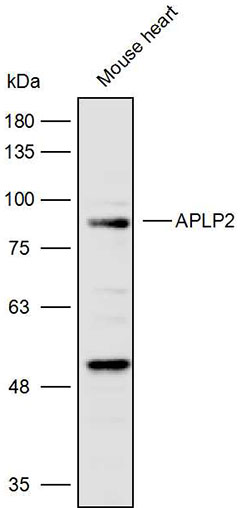 Anti-APLP2 Polyclonal Antibody