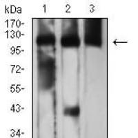 Mouse Monoclonal Antibody to CD163
