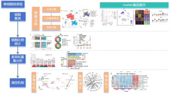 单细胞和空间转录组测序分析思路