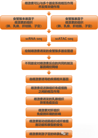 项目文章| 单细胞组学测序助力绘制暴露于雌激素猴的多器官细胞图谱
