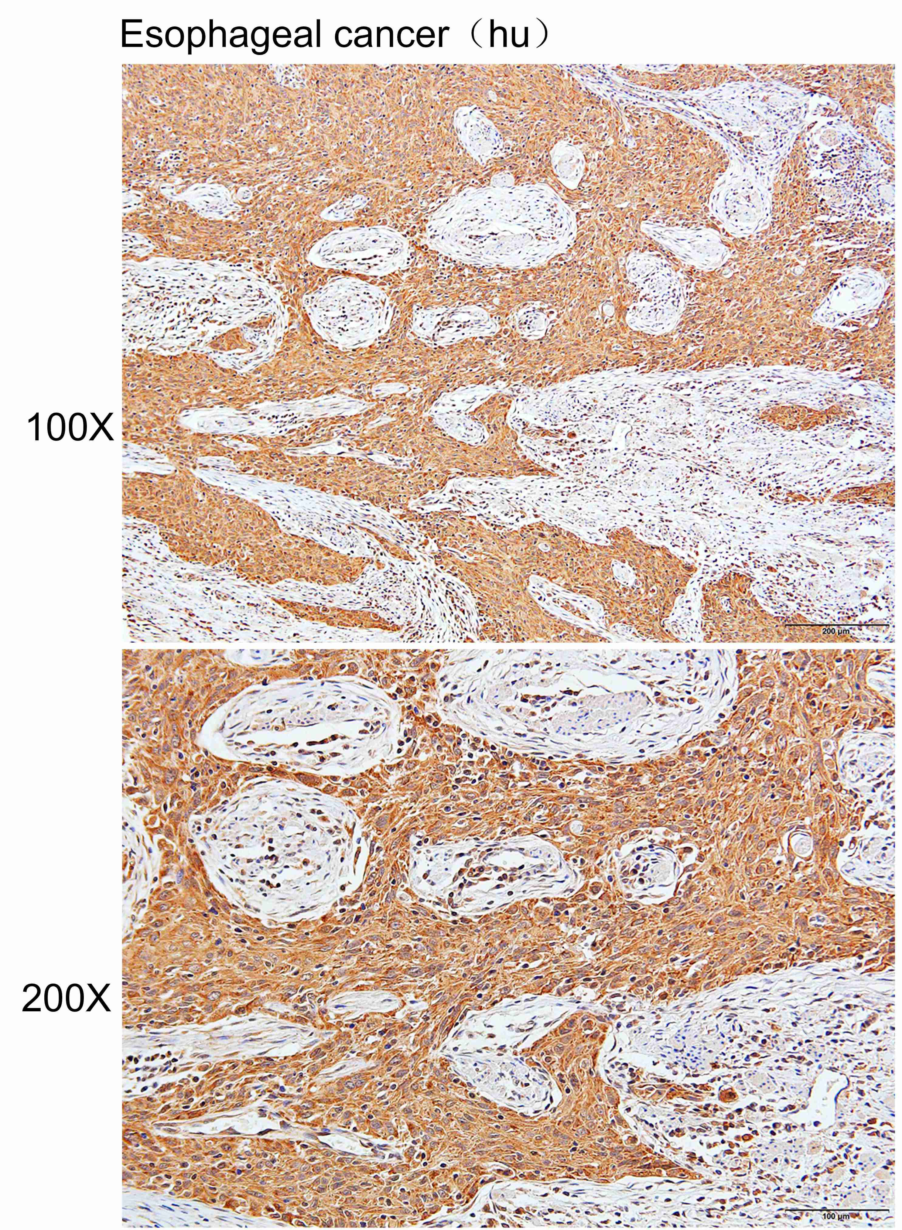 Anti-APOF Polyclonal Antibody