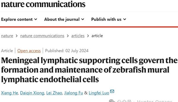 研究成果丨Nat Commun：脑膜淋巴支持细胞控制斑马鱼壁淋巴内皮细胞的形成和维持