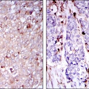 Mouse Monoclonal Antibody to CD133